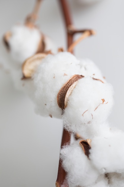 GMO-free textiles – an issue that is causing more and more consumers to turn to organic cotton. They are also happy to pay higher prices for it. © Hohenstein