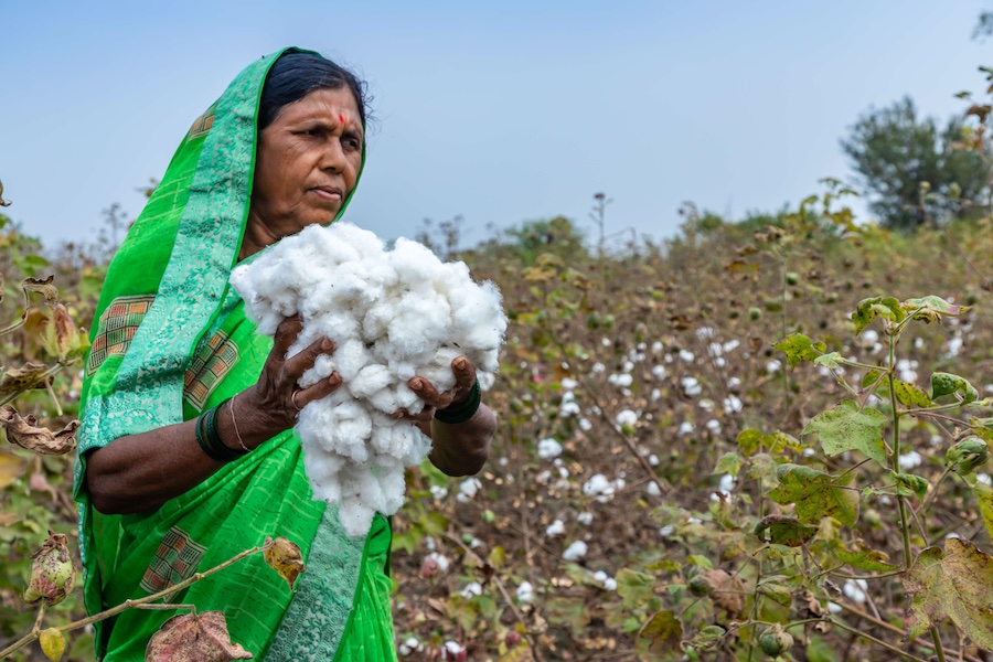 Female farmer with RCS Cotton, © 2025 Credit Masban Pereira for AbTF Female farmer with RCS Cotton, © 2025 Credit Masban Pereira for AbTF