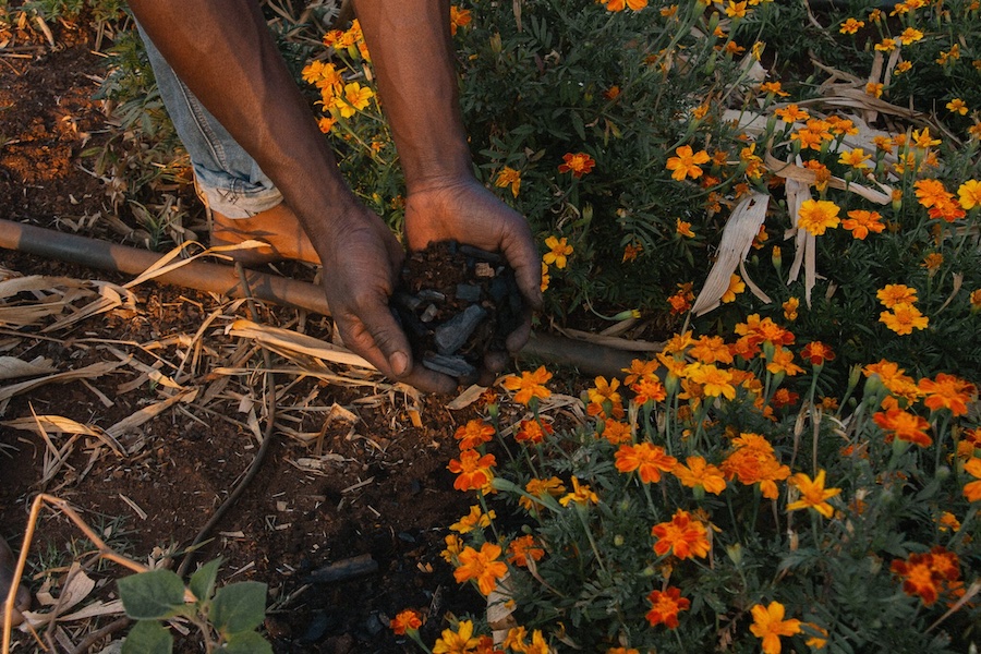 Farmer holds biochar produced using crop waste © 2025 Planboo. Farmer holds biochar produced using crop waste © 2025 Planboo.