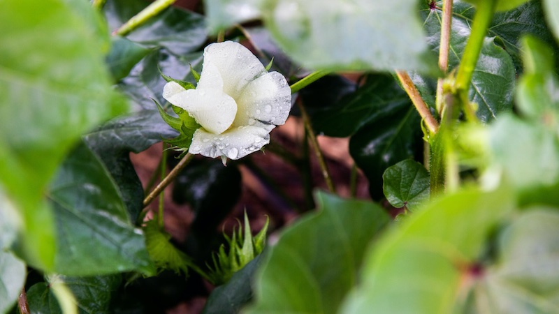 Cotton flower at Samambaia Farm, GMS Group, Luziania District, Goias, Brazi © 2025 Better Cotton / Carlos Rudiney Cotton flower at Samambaia Farm, GMS Group, Luziania District, Goias, Brazi © 2025 Better Cotton / Carlos Rudiney