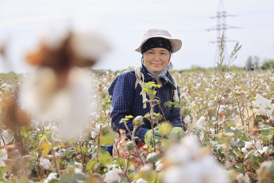 Woman working at a cotton field in Uzbekistan. © 2025 Photo credit: Uzbekistan’s Ministry of Agriculture Woman working at a cotton field in Uzbekistan. © 2025 Photo credit: Uzbekistan’s Ministry of Agriculture