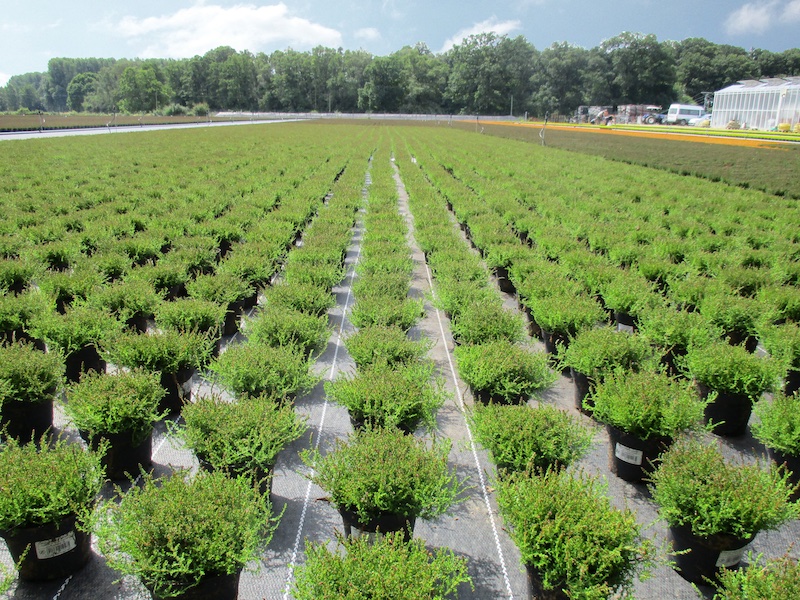 RECOVER PRO ground covers from Beaulieu Technical Textiles are the premium choice for all professional containerfields to create the optimal growing conditions for plants © Beaulieu International Group RECOVER PRO ground covers from Beaulieu Technical Textiles are the premium choice for all professional containerfields to create the optimal growing conditions for plants © Beaulieu International Group