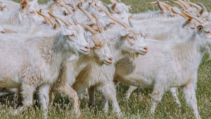 Cashmere Goats in Inner Mongolia © 2024 Aid by Trade Foundation Cashmere Goats in Inner Mongolia © 2024 Aid by Trade Foundation
