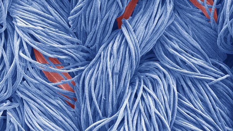 Textile fibers (blue) can be given a uniform water-repellent finish using plasma coating. Even more demanding elastic fibers (red) remain permanently impregnated thanks to the new process. (Scanning electron microscopy, colored) Image: Empa Textile fibers (blue) can be given a uniform water-repellent finish using plasma coating. Even more demanding elastic fibers (red) remain permanently impregnated thanks to the new process. (Scanning electron microscopy, colored) Image: Empa
