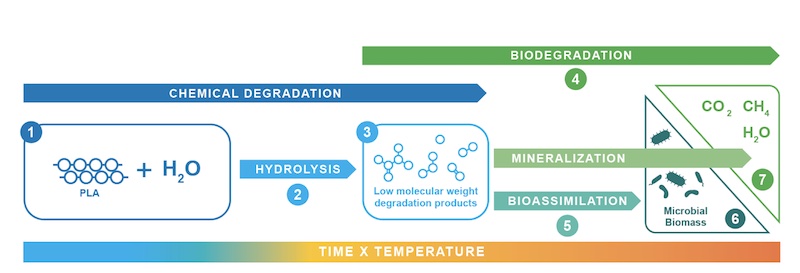 Mechanisms for PLA Degradation: In the presence of water (1), PLA undergoes hydrolysis (2) as a pure chemical process of polymer degradation during which low molecular weight intermediates (3) such as oligomers and lactic acid monomers are produced. These become soluble and can be biodegraded (4). Microbes take up these oligomers and monomers as food (5) and use them to build up biomass (6) and as energy for metabolism. Ultimately, this leads to mineralization (7) of the original polymer carbon into carbon dioxide, methane, and water © 2024 Holland Bioplastics Mechanisms for PLA Degradation: In the presence of water (1), PLA undergoes hydrolysis (2) as a pure chemical process of polymer degradation during which low molecular weight intermediates (3) such as oligomers and lactic acid monomers are produced. These become soluble and can be biodegraded (4). Microbes take up these oligomers and monomers as food (5) and use them to build up biomass (6) and as energy for metabolism. Ultimately, this leads to mineralization (7) of the original polymer carbon into carbon dioxide, methane, and water © 2024 Holland Bioplastics