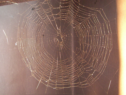 Designer and founder of Qmilch Anke Domaske with her milk protein fibre 
Net of a spider as the inspiration for the spider silk fibres 
Nanocellulose fibres can also be used as a reinforcement material
Dried nanocellulose powder was developed at the EM