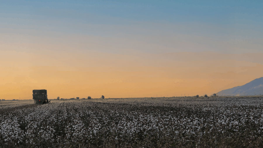 (c) 2025 Better Cotton (c) 2025 Better Cotton