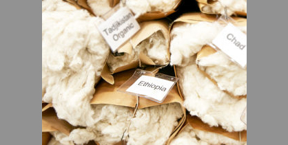 Cotton sample from Ethiopia in the standard room of the Bremen Cotton Exchange © Bremen Cotton Exchange Cotton sample from Ethiopia in the standard room of the Bremen Cotton Exchange © Bremen Cotton Exchange