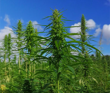 Hemp cultivation. Photo: RBX Créations Hemp cultivation. Photo: RBX Créations