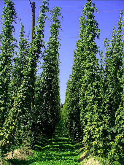 Hop plant. Photo: pixabay