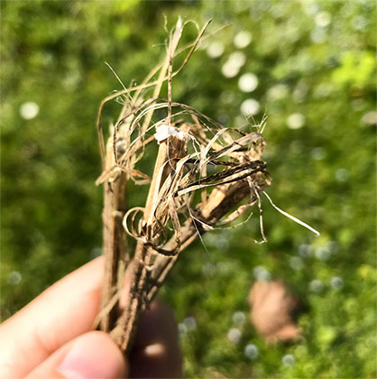 Hemp stalks. Photo: RBX Créations Hemp stalks. Photo: RBX Créations