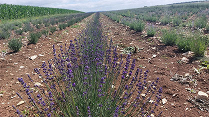 Lavender plants shortly before flowering on the trial field near Hülben. Photo: Carolin Weiler Lavender plants shortly before flowering on the trial field near Hülben. Photo: Carolin Weiler