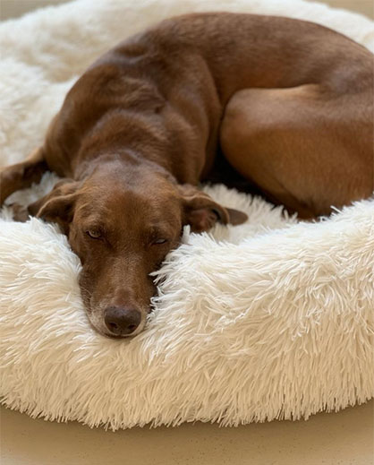 To ensure that our pets are also well equipped in terms of product safety, quality and durability of their cuddly blankets, cushions or favorite toys, the textile testing service provider Hohenstein has established the Hohenstein Quality Label for Tested Pet Supply. © Hohenstein