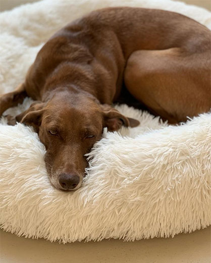 To ensure that our pets are also well equipped in terms of product safety, quality and durability of their cuddly blankets, cushions or favorite toys, the textile testing service provider Hohenstein has established the Hohenstein Quality Label for Tested Pet Supply. © Hohenstein To ensure that our pets are also well equipped in terms of product safety, quality and durability of their cuddly blankets, cushions or favorite toys, the textile testing service provider Hohenstein has established the Hohenstein Quality Label for Tested Pet Supply. © Hohenstein