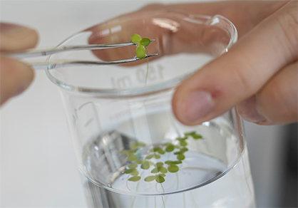 A good sign: The green color and healthy development of duckweed, a particularly sensitive model organism for higher aquatic plants, proves the ecotoxicological harmlessness of its environment. © Hohenstein A good sign: The green color and healthy development of duckweed, a particularly sensitive model organism for higher aquatic plants, proves the ecotoxicological harmlessness of its environment. © Hohenstein