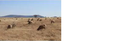 Photo: Landbou Weekblad