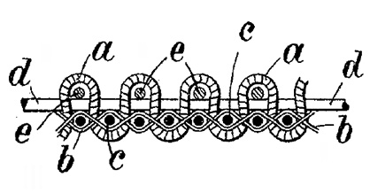 Lancet shown in patent DE 175 757 (1904) (c) 2018 Stäubli Lancet shown in patent DE 175 757 (1904) (c) 2018 Stäubli